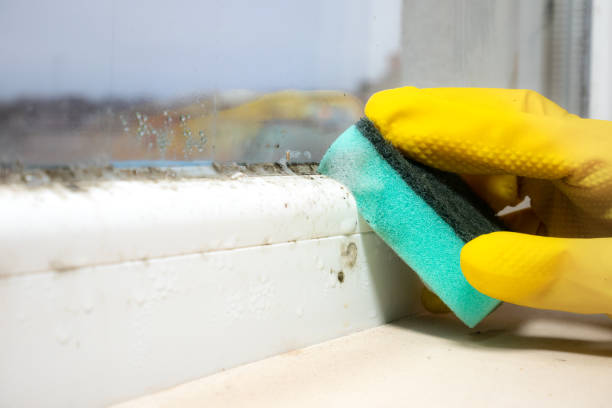 Home Mold Removal in Francis, UT